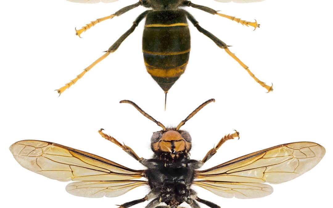 Europese horzel vs. Aziatische horzel: verschillen, risico's en oplossingen