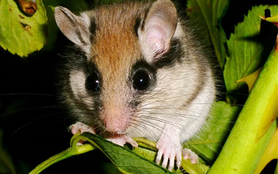 De fret begrijpen en identificeren