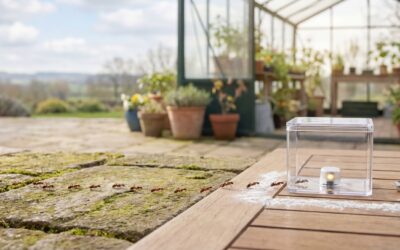 Fourmis d’Argentine en Belgique : Menace, Climat et Solutions